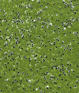 WOW! Embossing - Tracy Scott Palm WOW! Embossing - Tracy Scott Palm